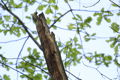 Muscicapa striata