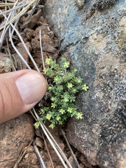 Galium ambiguum