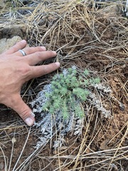 Leptosiphon nuttallii howellii