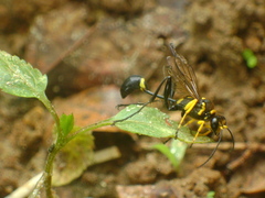 Sceliphron asiaticum