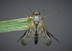 Rhagio vitripennis