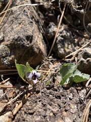 Viola cuneata