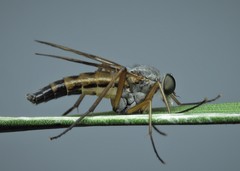 Rhagio vitripennis