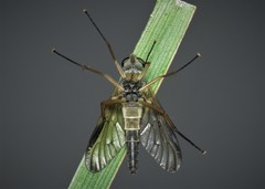 Rhagio vitripennis