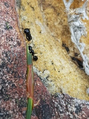 Camponotus werthi
