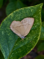 Euselasia eucerus