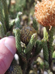 Brunia sphaerocephala