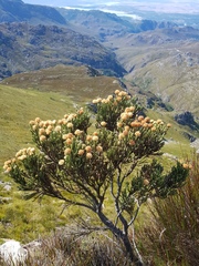 Brunia sphaerocephala