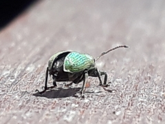 Phyllobius pomaceus