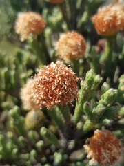 Brunia sphaerocephala
