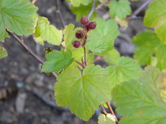 Ribes wolfii