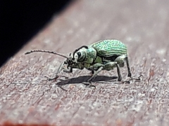 Phyllobius pomaceus