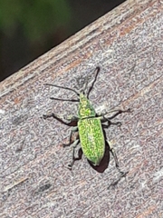 Phyllobius pomaceus