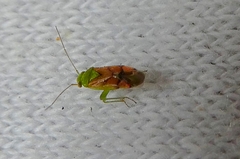 Miridae