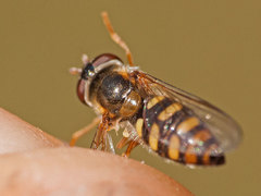 Epistrophella euchroma