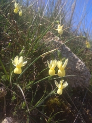 Narcissus triandrus pallidulus