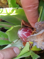 Protea caespitosa