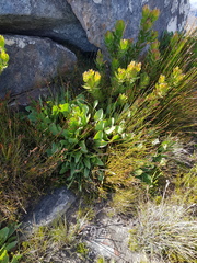 Protea caespitosa