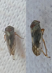 Hemiptera