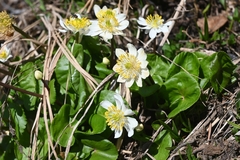 Caltha biflora