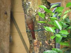 Lepidocolaptes souleyetii