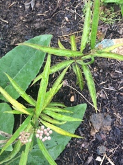 Asclepias linearis