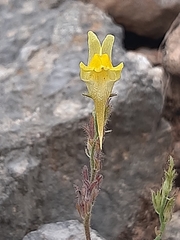 Linaria supina