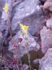 Linaria supina