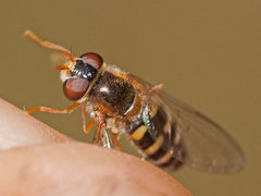 Epistrophella euchroma