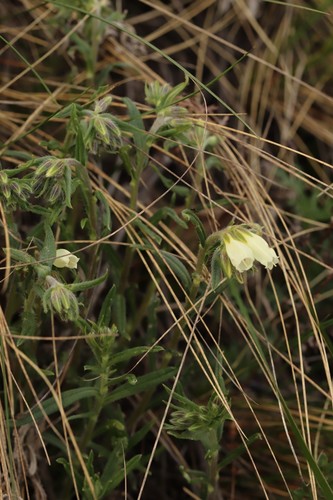 Onosma simplicissima