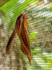 Xylophanes tersa