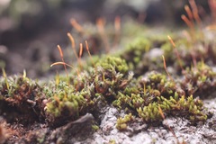 Syntrichia princeps