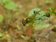Sceliphron asiaticum