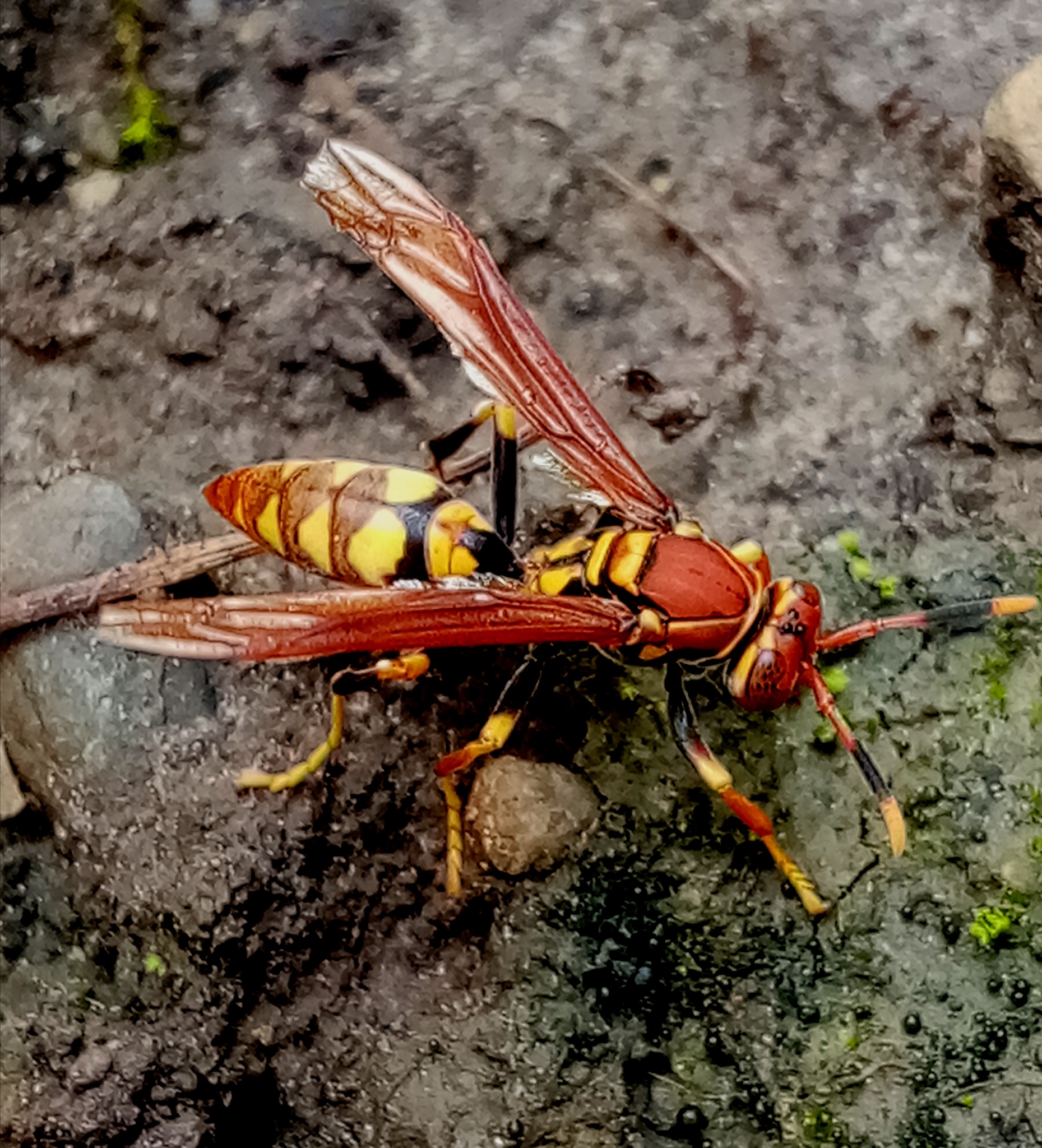 Polistes versicolor image