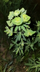 Euphorbia borodinii