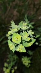 Euphorbia borodinii