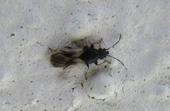 Metopoplax ditomoides