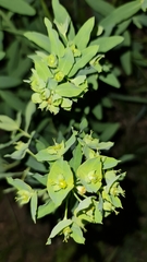 Euphorbia borodinii