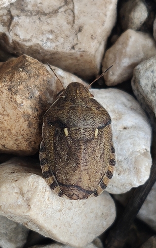 European Tortoise Bug, photo 8 of 8