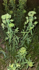 Euphorbia borodinii