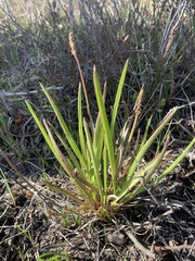 Plantago macrocarpa
