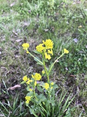 Barbarea vulgaris
