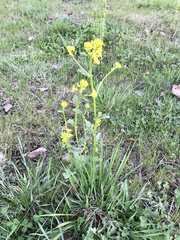 Barbarea vulgaris