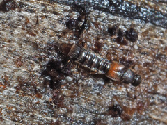 Phloeopora testacea