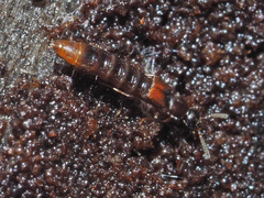 Phloeopora testacea