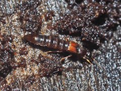 Phloeopora testacea