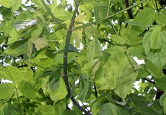 Grovesinia moricola