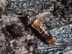 Phloeopora testacea