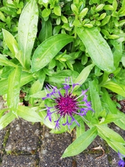 Centaurea montana