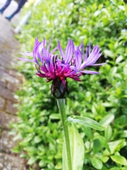 Centaurea montana